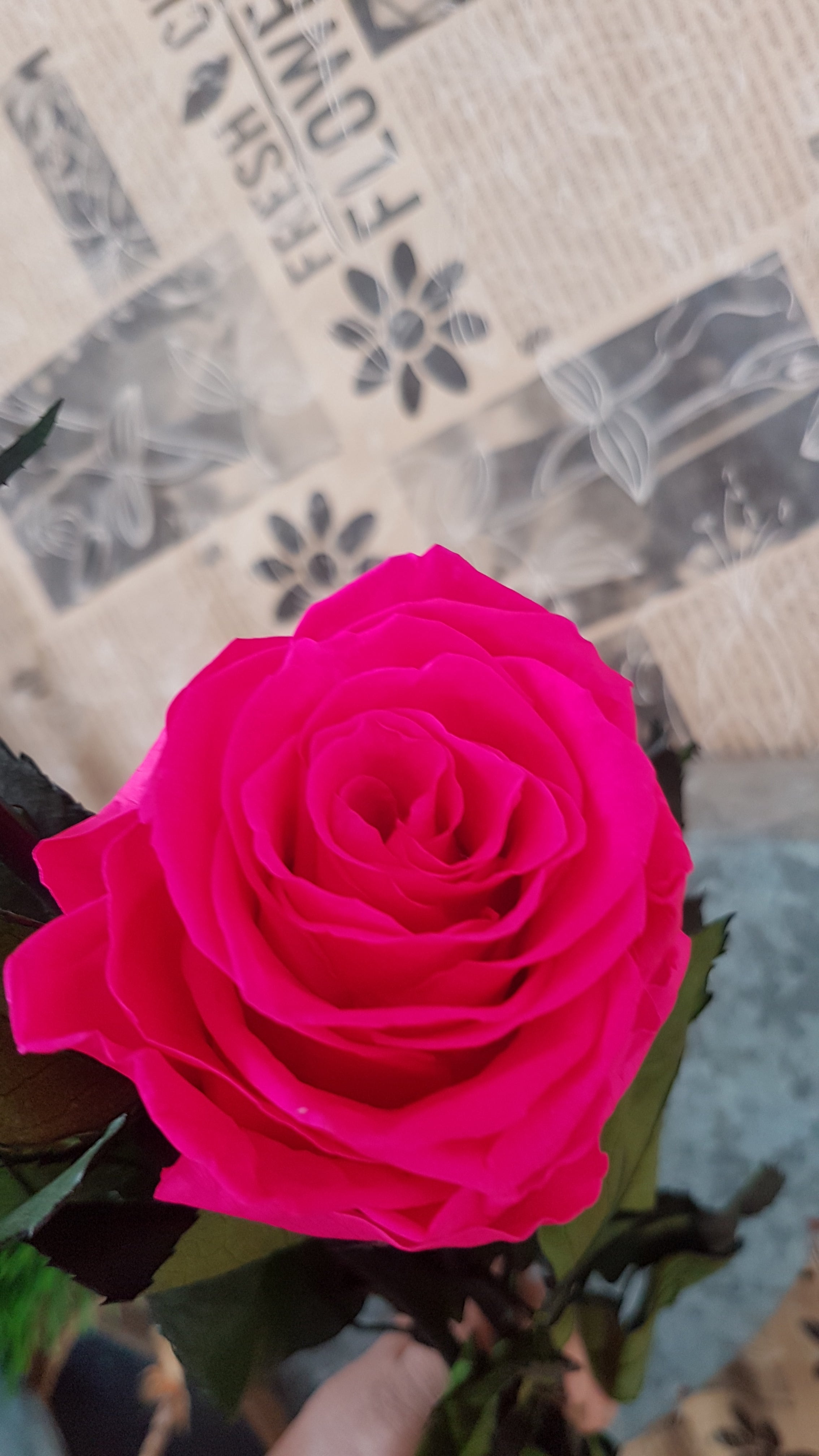 Preserved Kiara Roses