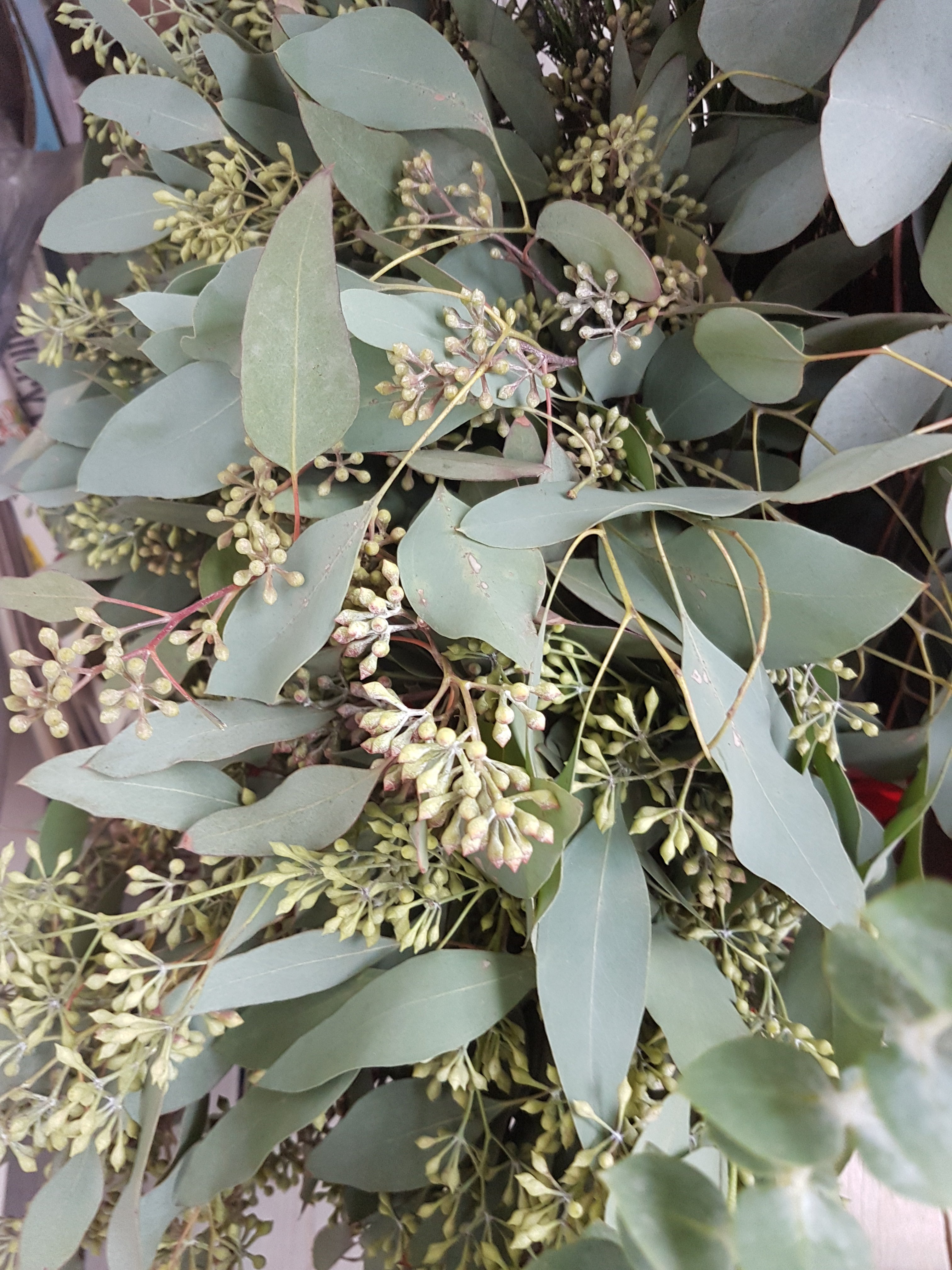 Seeded eucalyptus