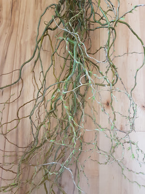 organic curly willow 